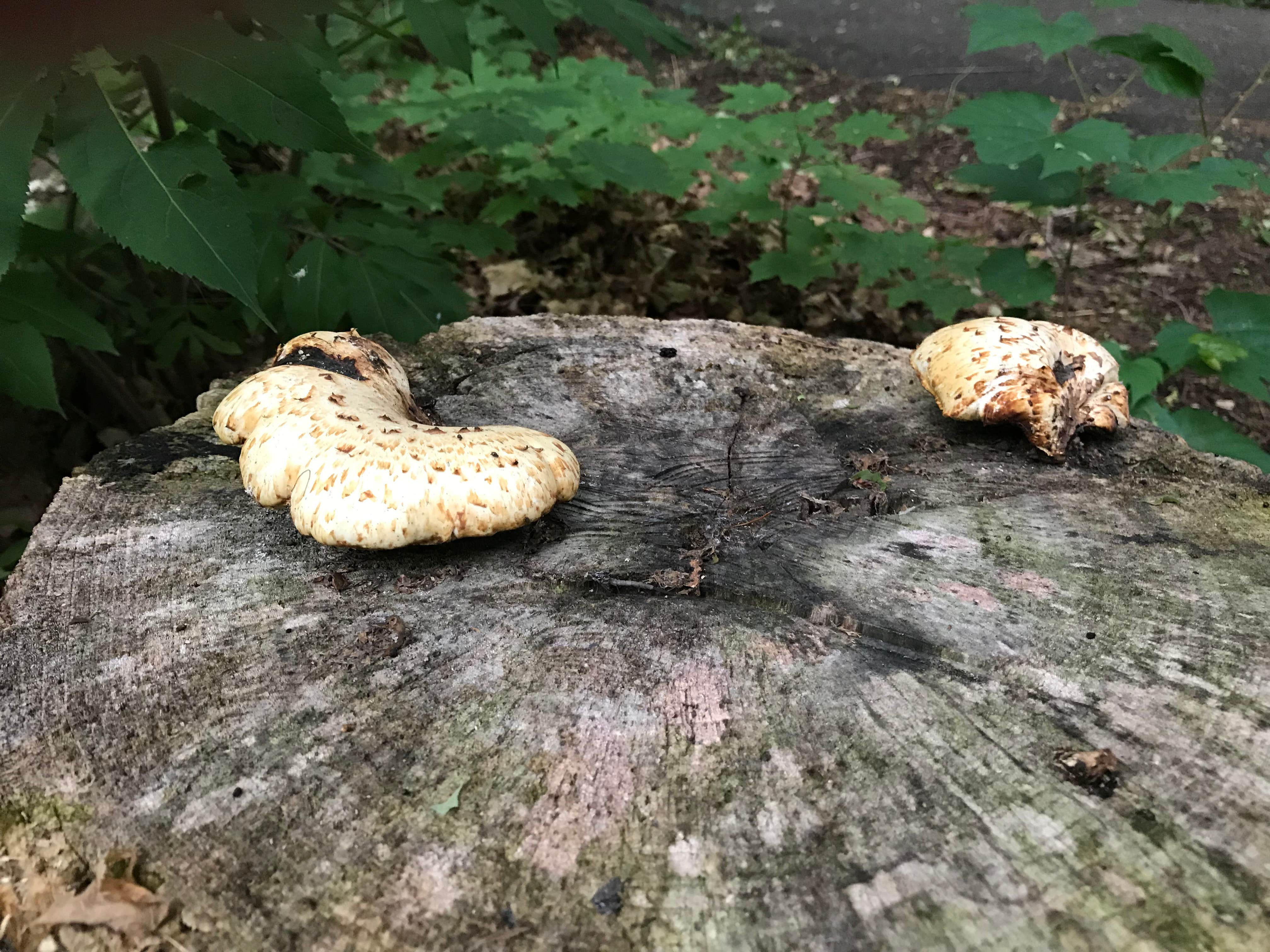 Camper-submitted photo at Father Hennepin State Park Campground near Pine City, MN