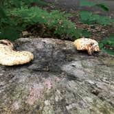 Review photo of Father Hennepin State Park Campground by Jeff G., June 29, 2019