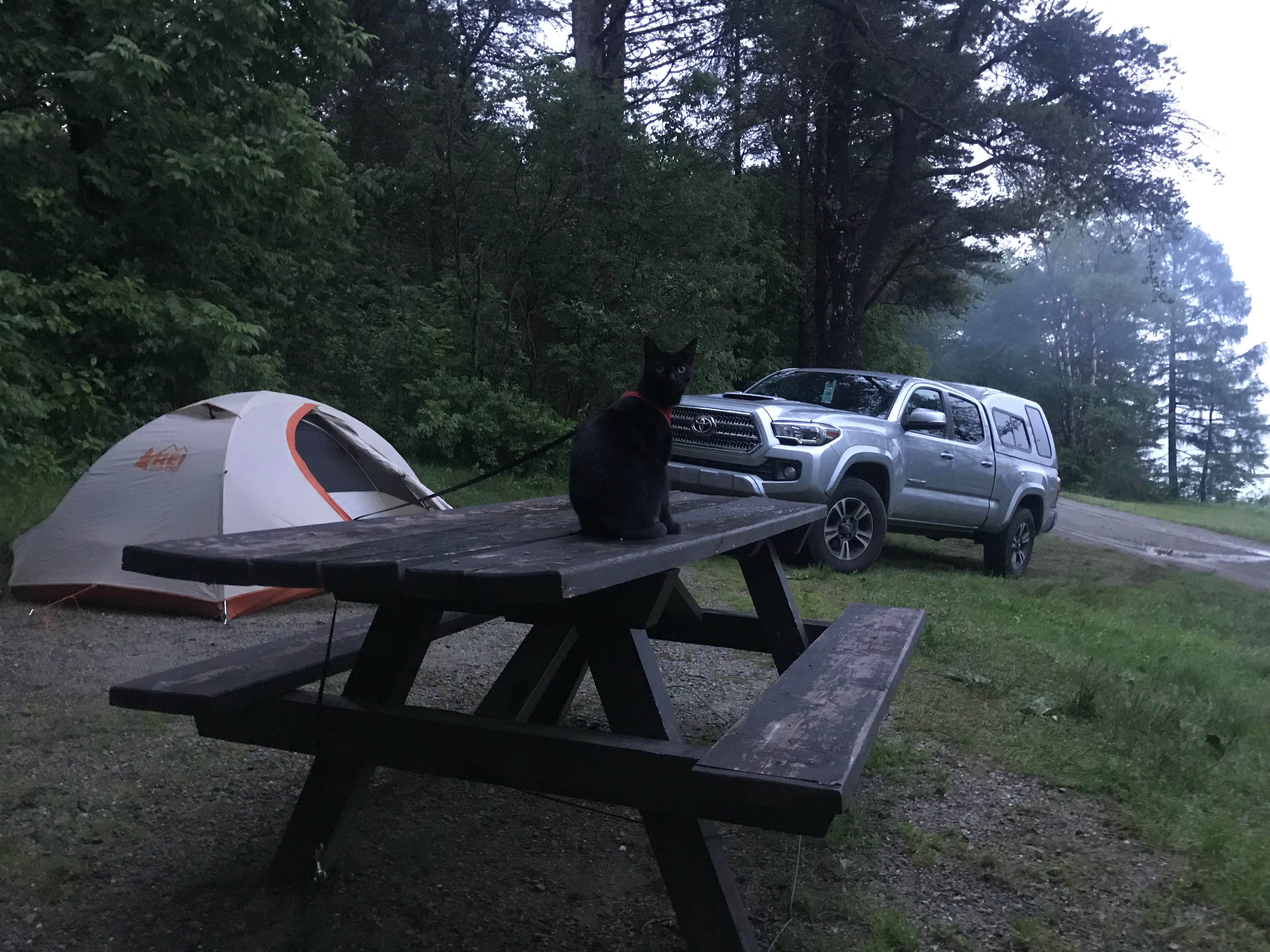 Camper submitted image from Lamoine State Park Campground - 3