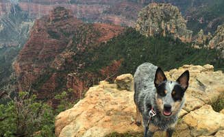 Molly G.'s photo of camping with pets at DeMotte National Forest Campground near North Rim, AZ