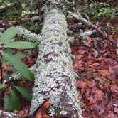 Review photo of Unicoi State Park & Lodge by Benita P., June 29, 2019