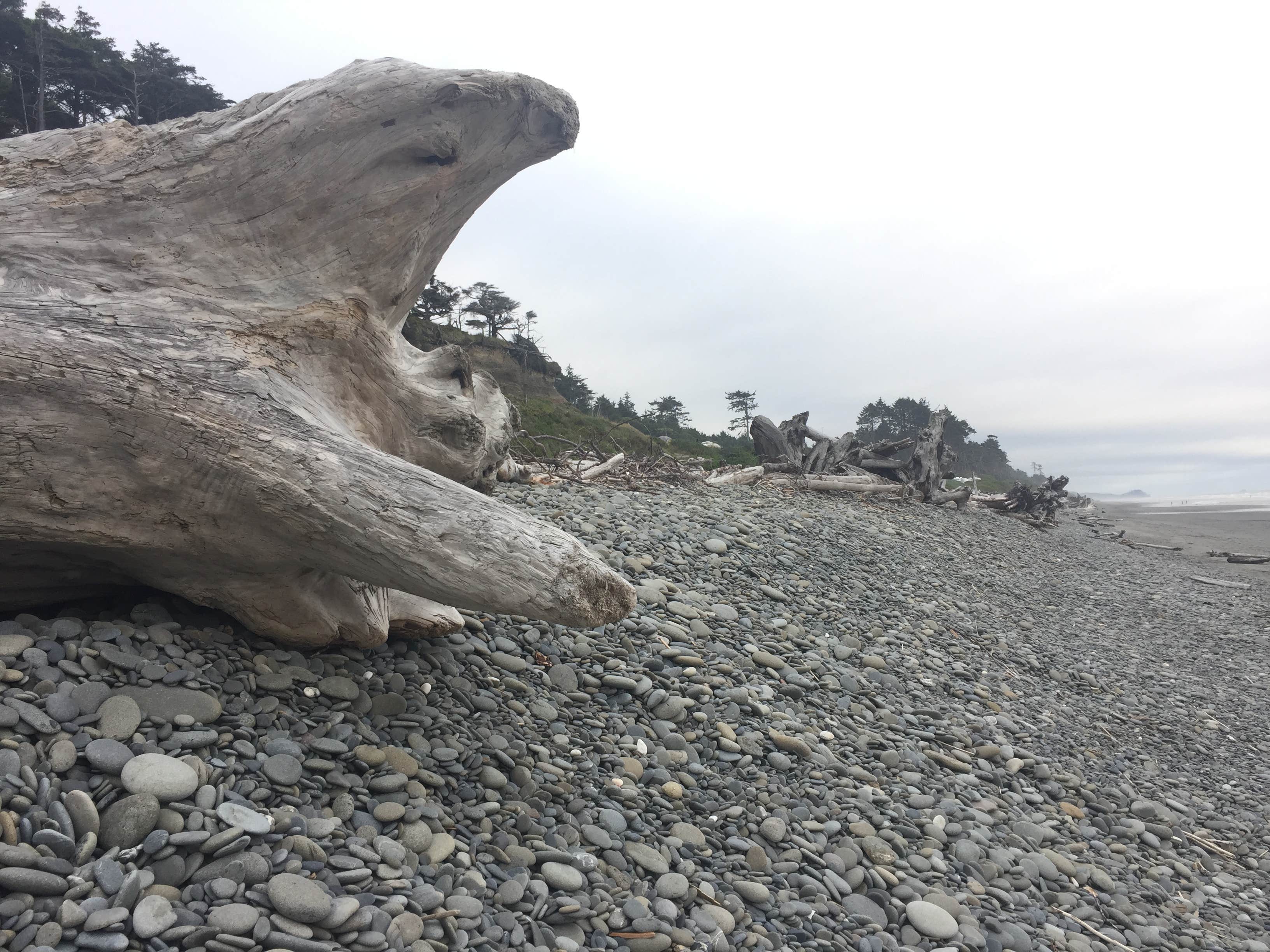 Camper-submitted photo at South Beach Campground — Olympic National Park near Taholah, WA