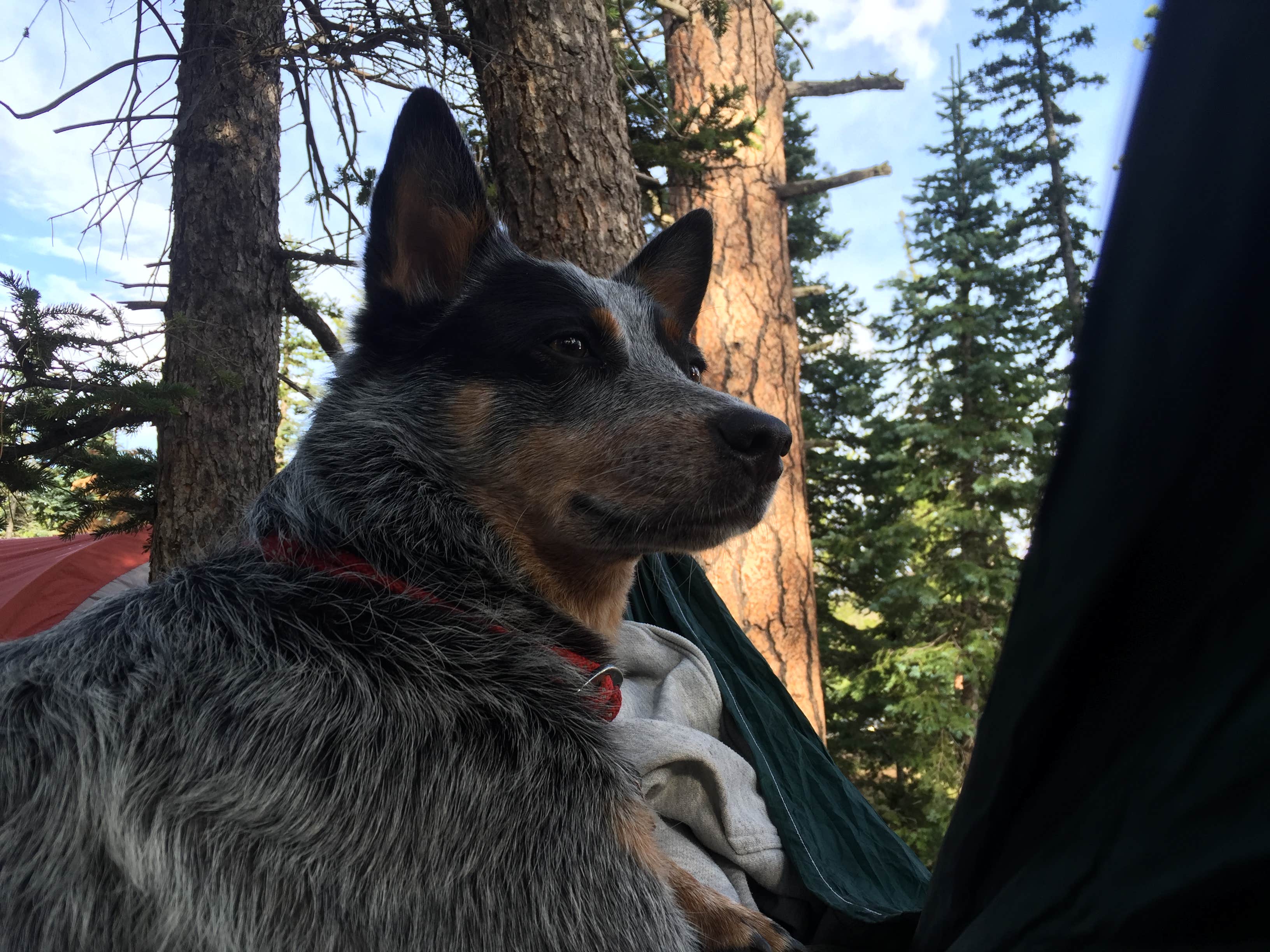 Molly G.'s photo of camping with pets at DeMotte National Forest Campground near Grand Canyon National Park