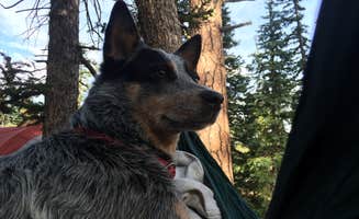 Molly G.'s photo of camping with pets at DeMotte National Forest Campground near Grand Canyon National Park