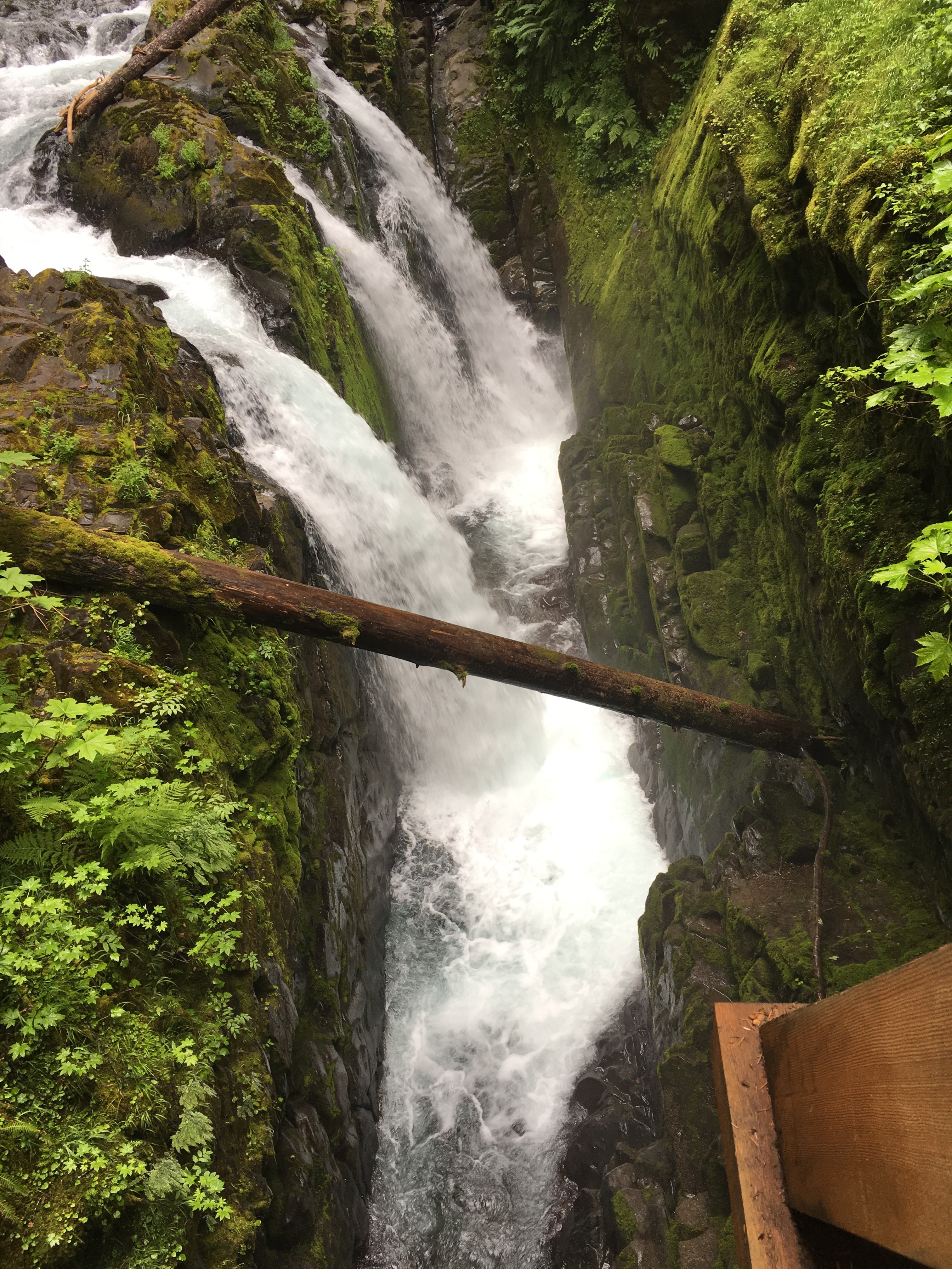 Camper submitted image from Lake Crescent Lodge — Olympic National Park - 3