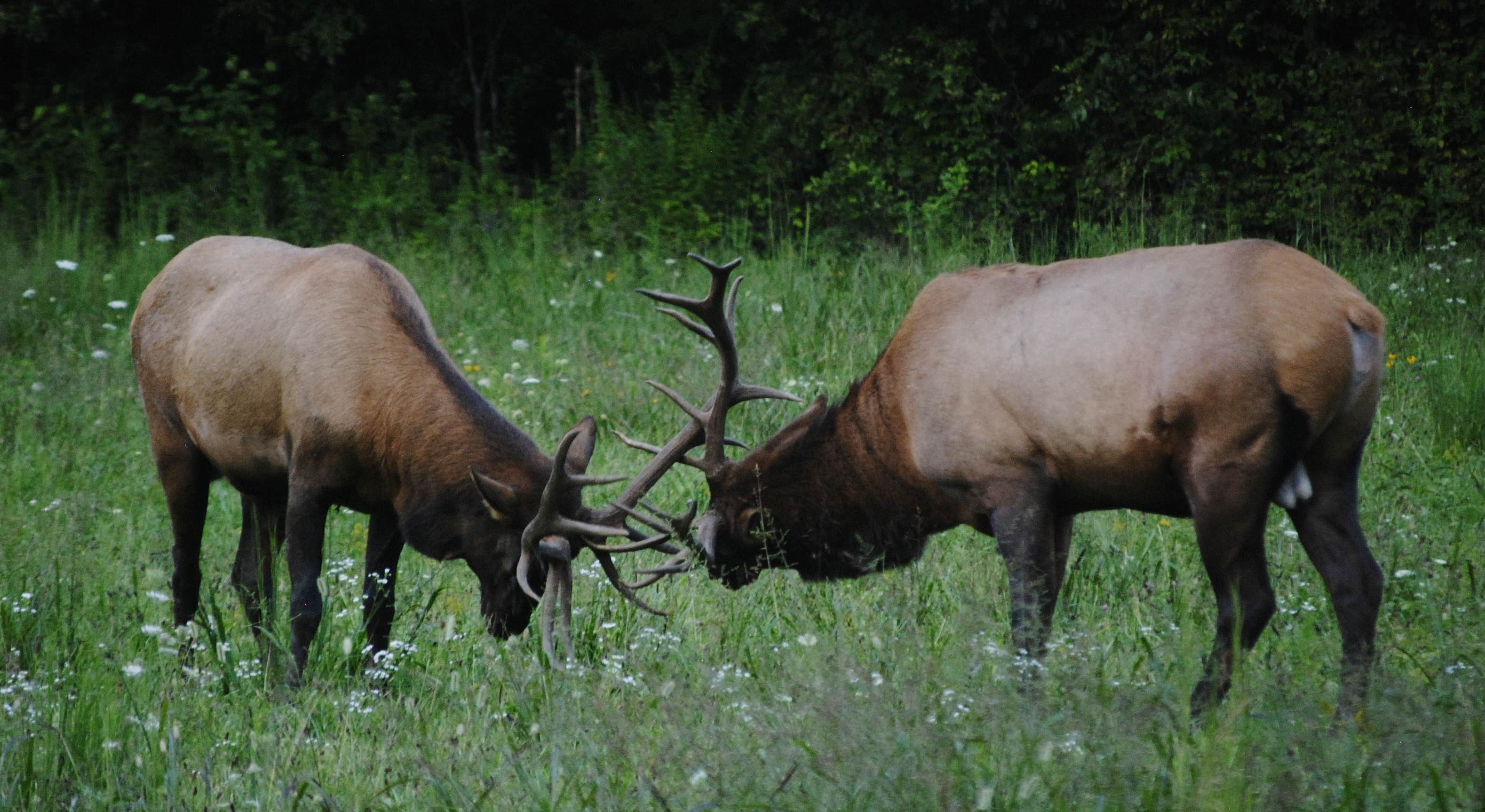 Although I didn't see elk this time, this is a shot I took with my zoom lens, which was just a couple miles away from the campground at Oconaluftee Visitors Center.  Elk are seen regularly in and around Cherokee, especially close to the entrance of the national park.  The Great Smoky Mountains is only about two miles away from Wolf Campground.