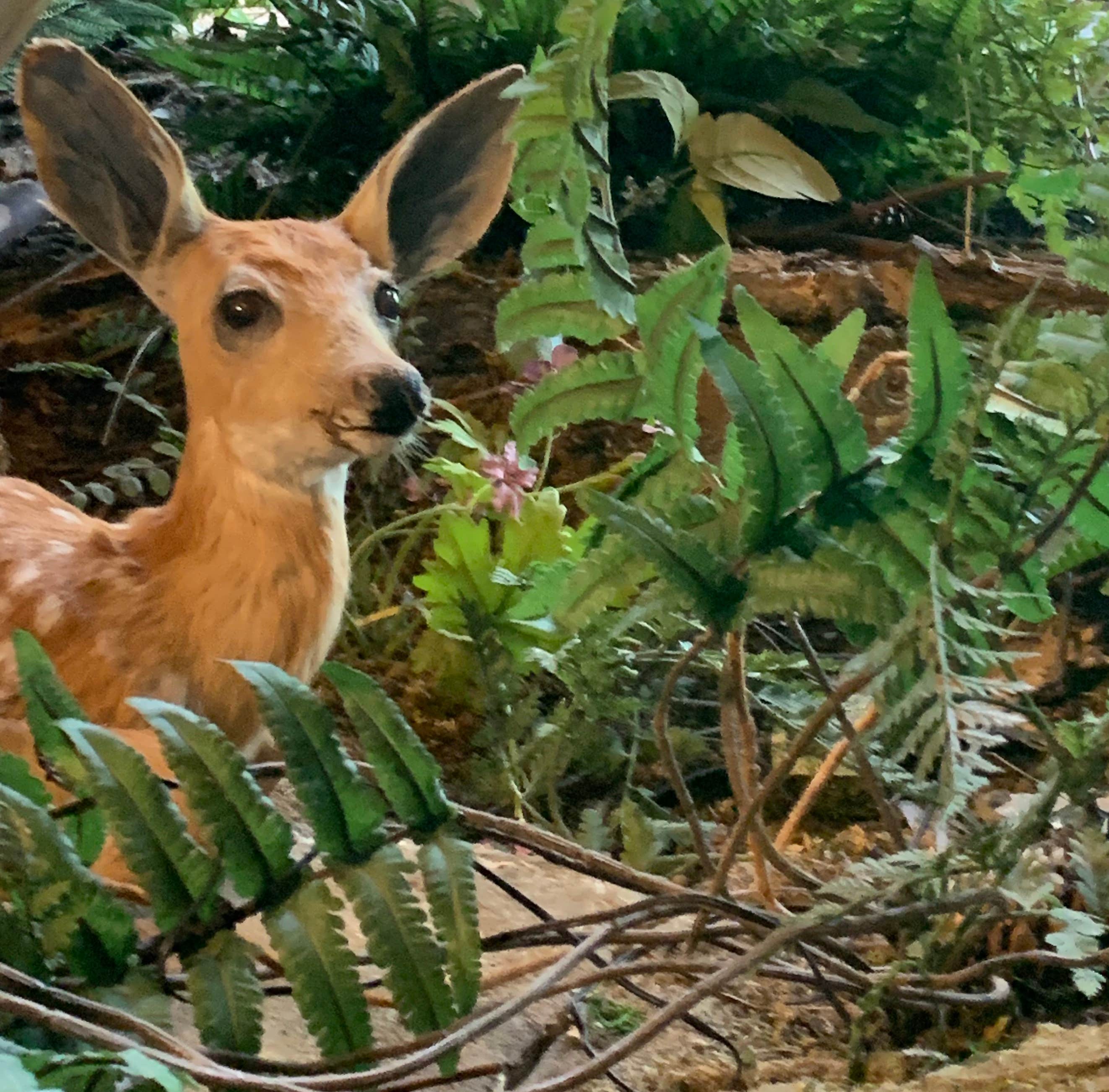 Paula L.'s photo of camping with pets at Sinnemahoning State Park Campground near Clearfield, PA