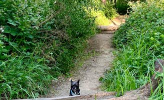 Tammy B.'s photo of camping with pets at Spring Lake Regional Park near Angwin, CA