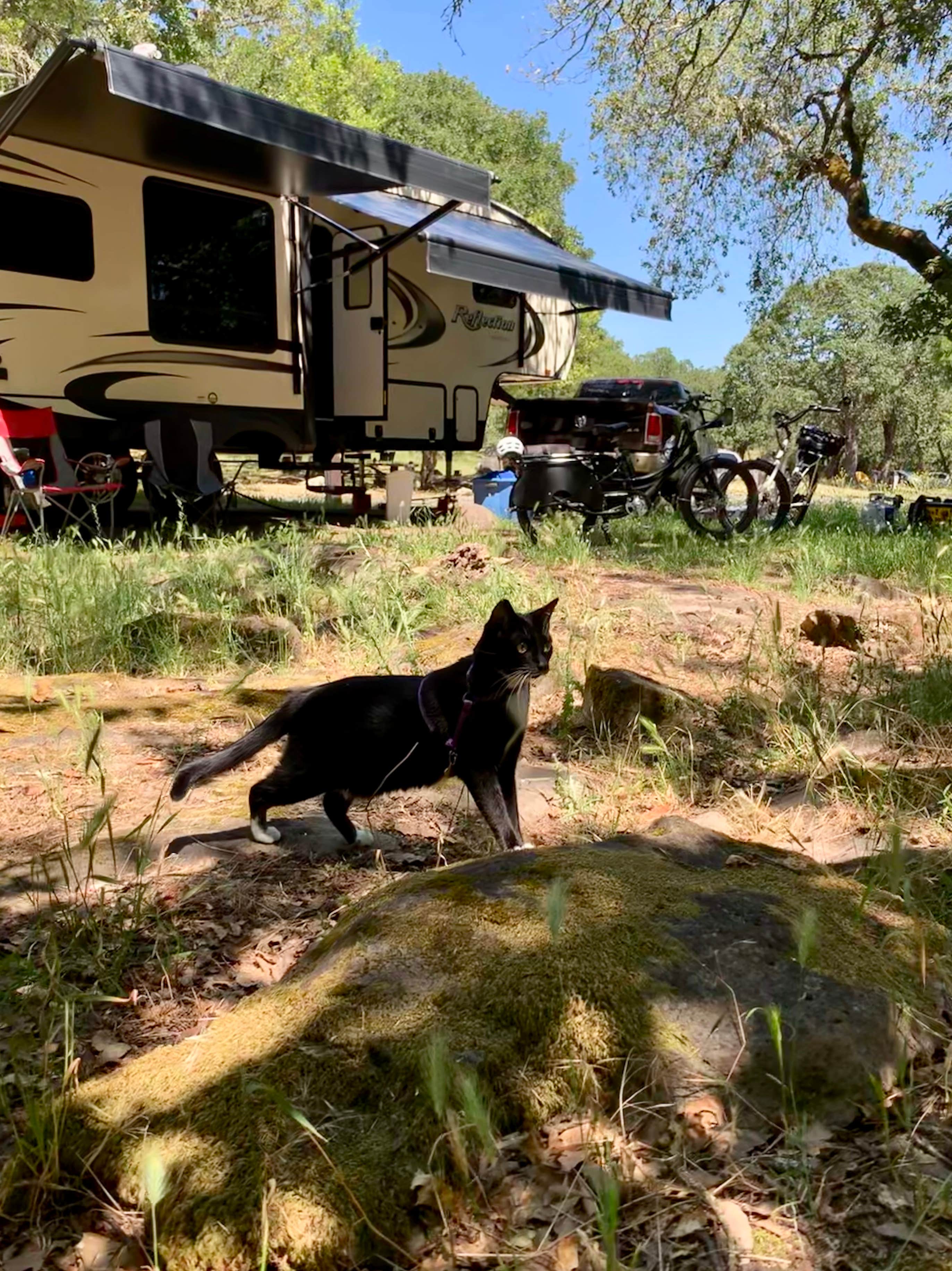 Tammy B.'s photo of camping with pets at Spring Lake Regional Park near Santa Rosa, CA