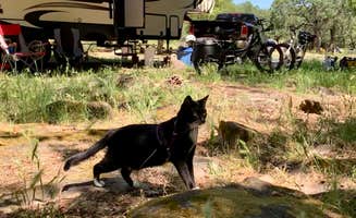 Tammy B.'s photo of camping with pets at Spring Lake Regional Park near Windsor, CA