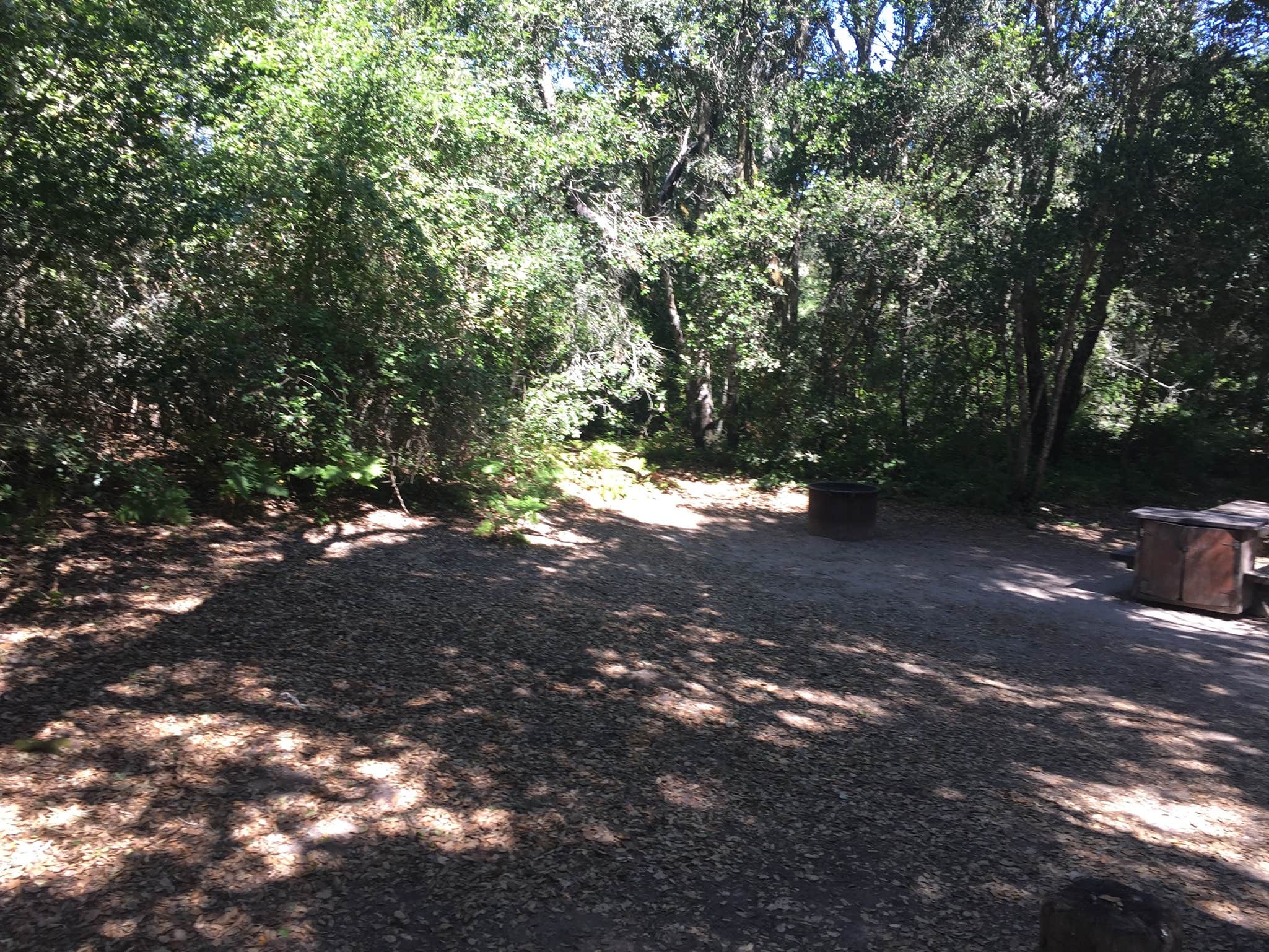 Camper-submitted photo at Henry Cowell Redwoods State Park Campground near Moss Landing, CA