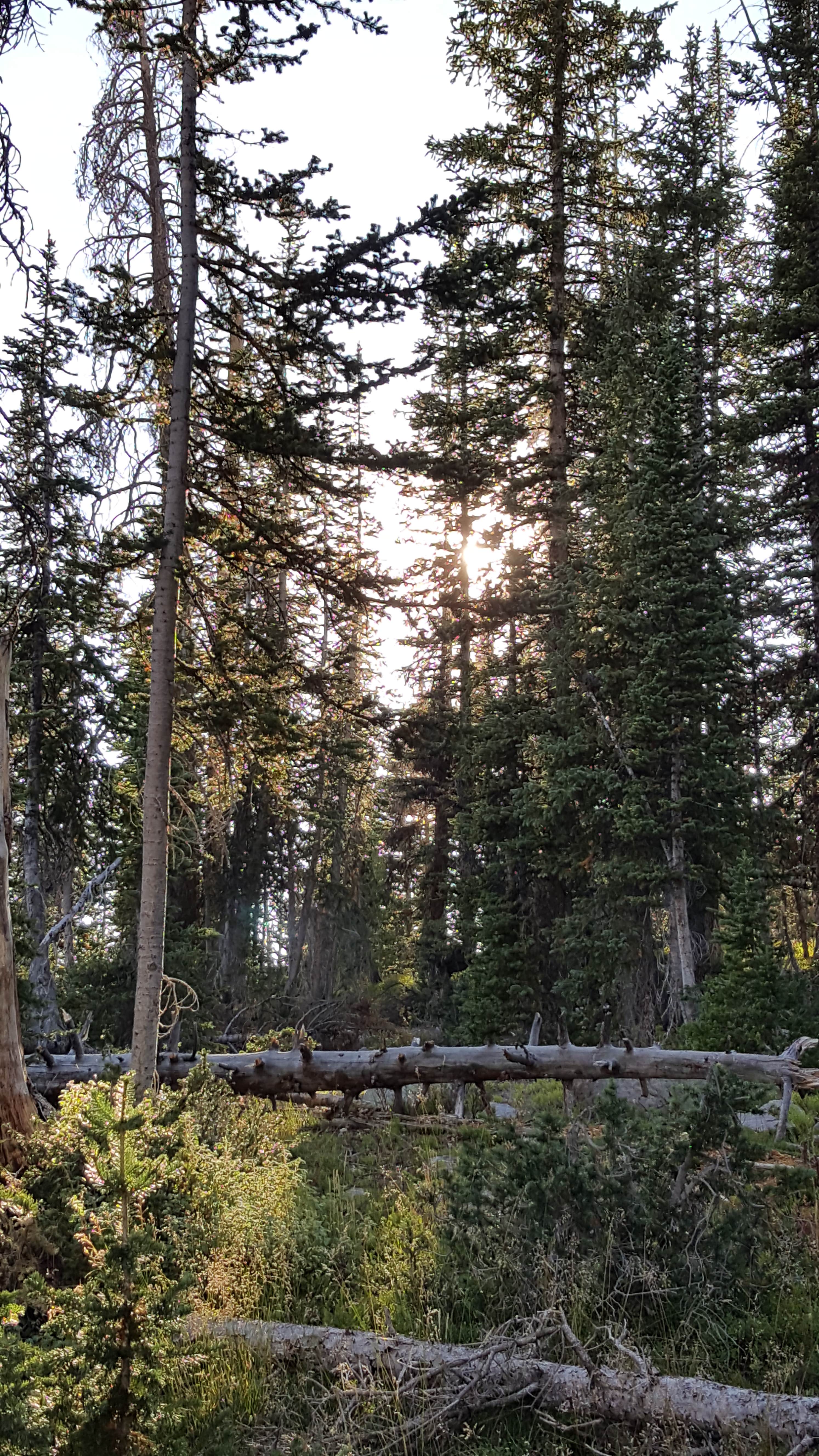 Camper submitted image from Butterfly Campground — Uinta Wasatch Cache National Forest - 2