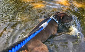 Kelly B.'s photo of camping with pets at Lake Texoma RV Resort, LLC near Lake Texoma