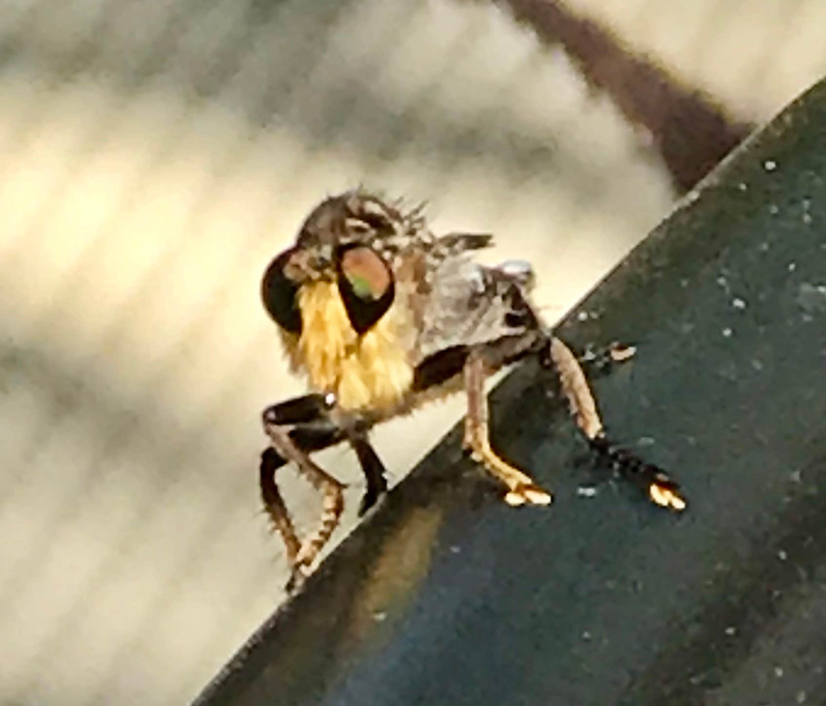 Camping near Alberta Creek RV Resort: Lake Texoma RV Resort, LLC, Calera, Oklahoma