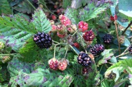 Camper-submitted photo at Sublime Organics Farm- Not accepting reservations near Sublimity, OR