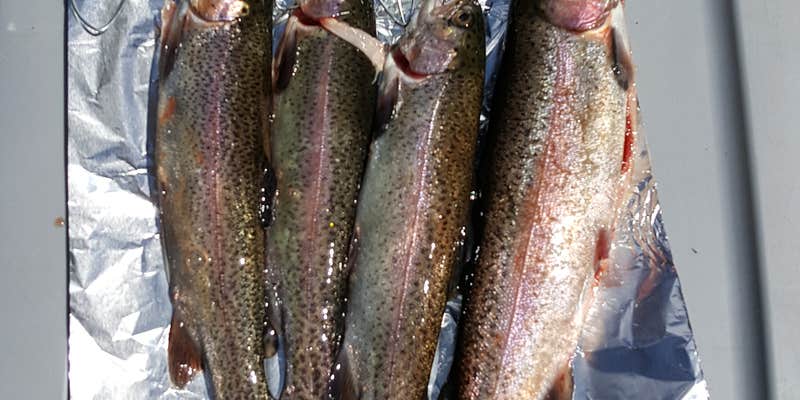 Camper submitted image from Butterfly Campground — Uinta Wasatch Cache National Forest