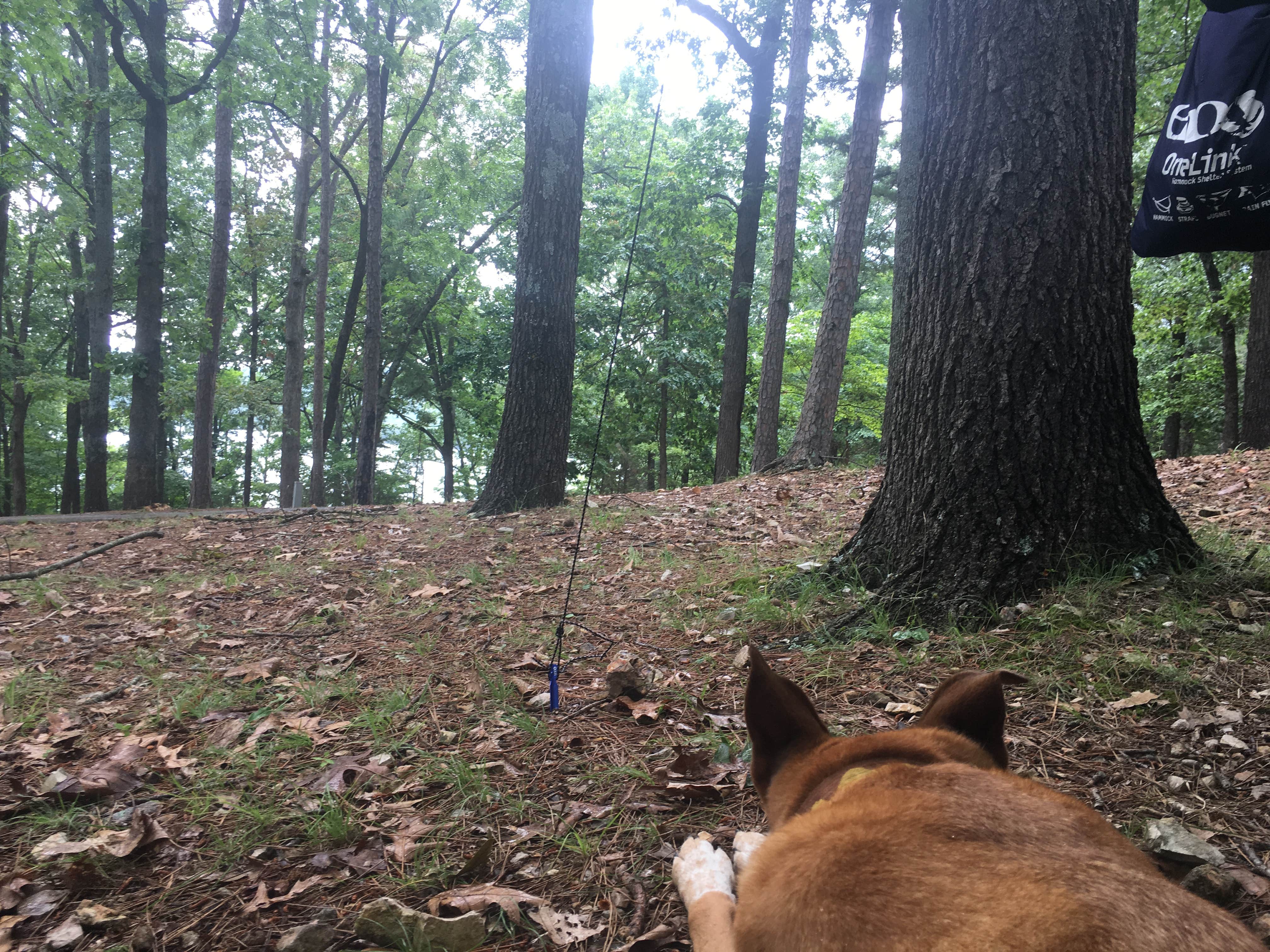 Kelly C.'s photo of camping with pets at Starkey Campground near Cave Springs, AR
