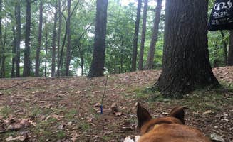 Kelly C.'s photo of camping with pets at Starkey Campground near Eureka Springs, AR