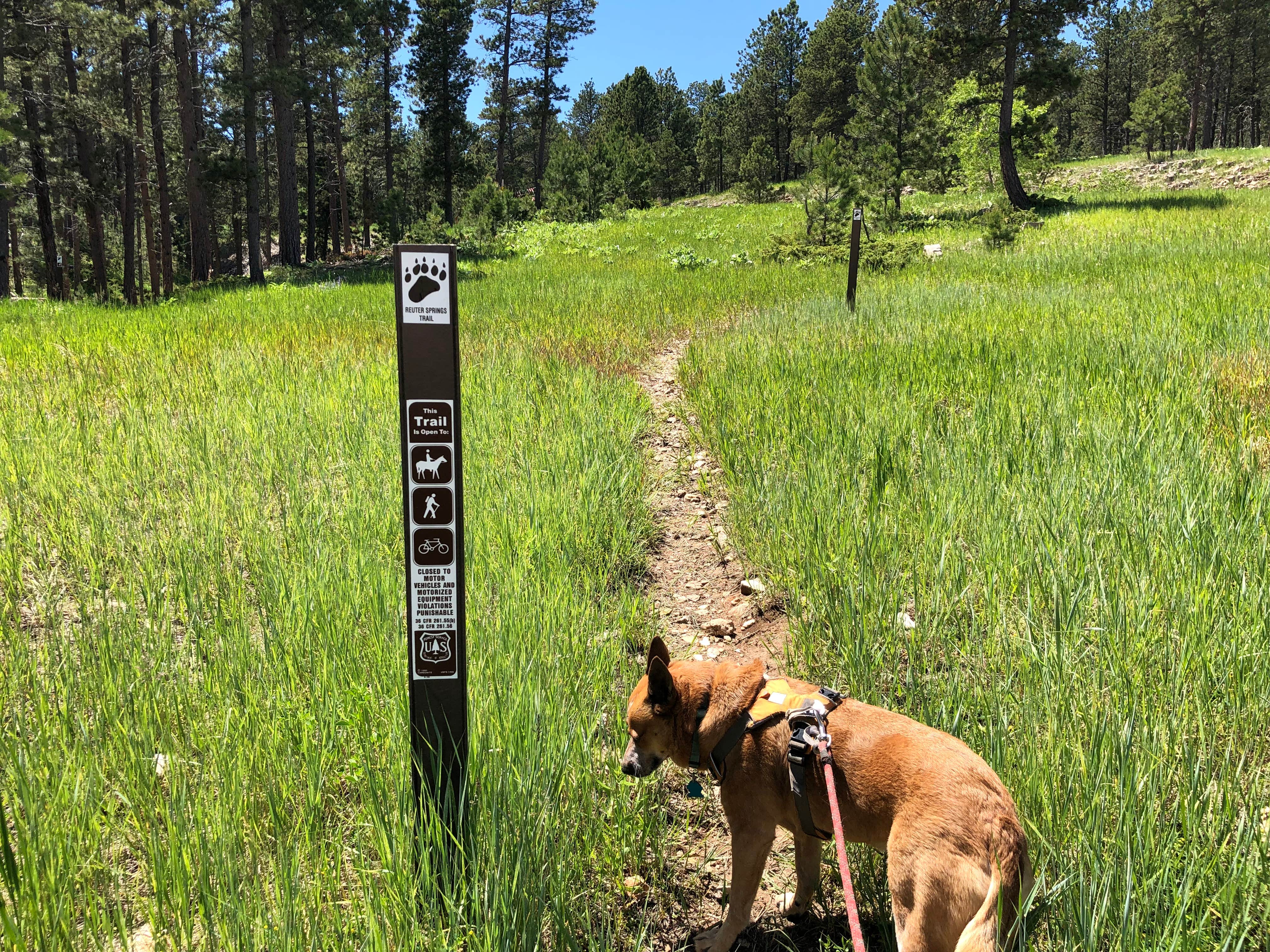 Art S.'s photo of camping with pets at Reuter Campground near Devils Tower, WY