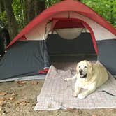 Review photo of Turkey Run State Park Campground — Turkey Run State Park by Jessie W., November 3, 2018