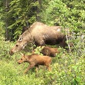 Review photo of Savage River Campground — Denali National Park by Abby M., September 5, 2016
