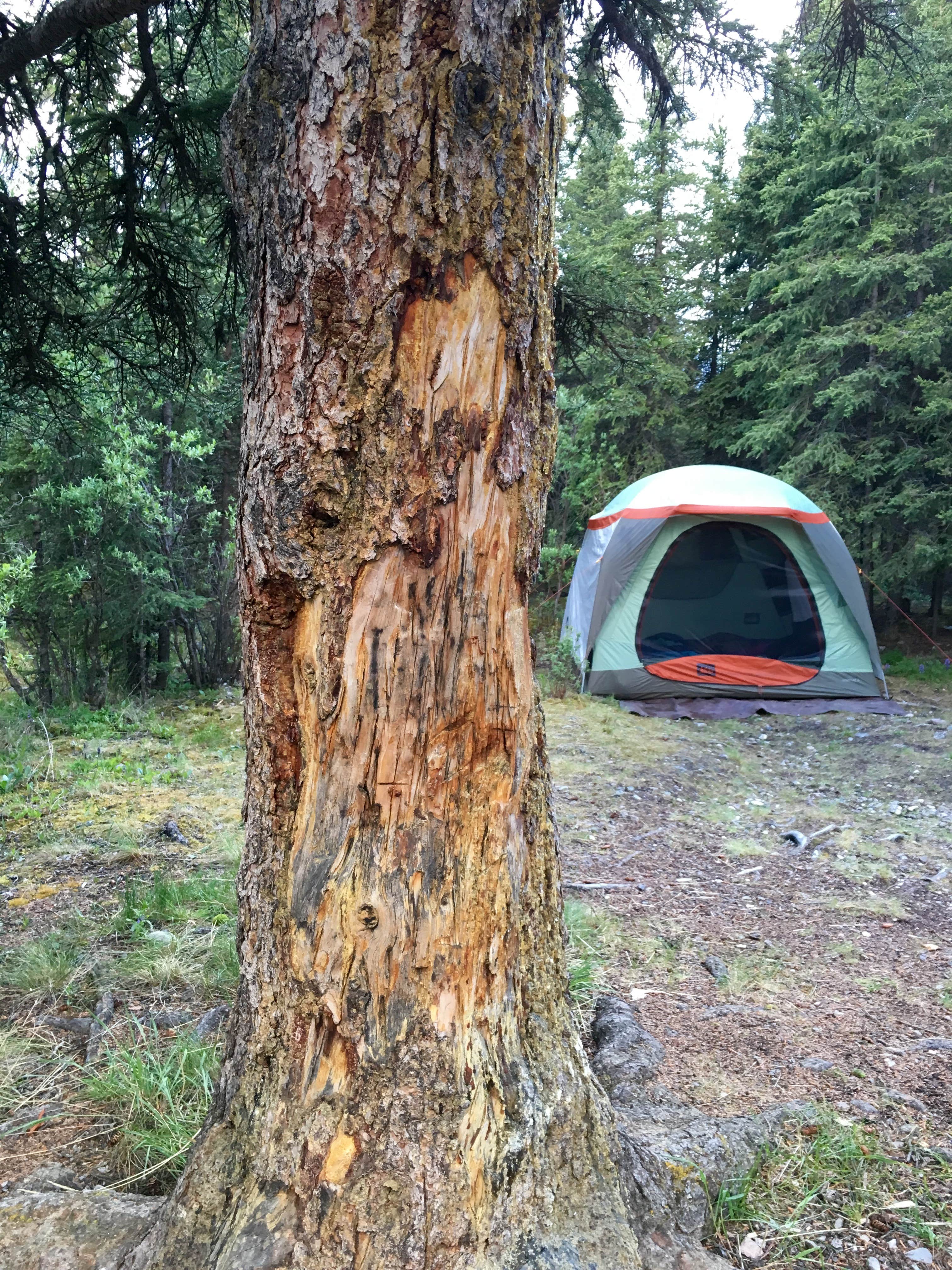 Camper-submitted photo at Savage River Campground — Denali National Park near Denali National Park and Preserve