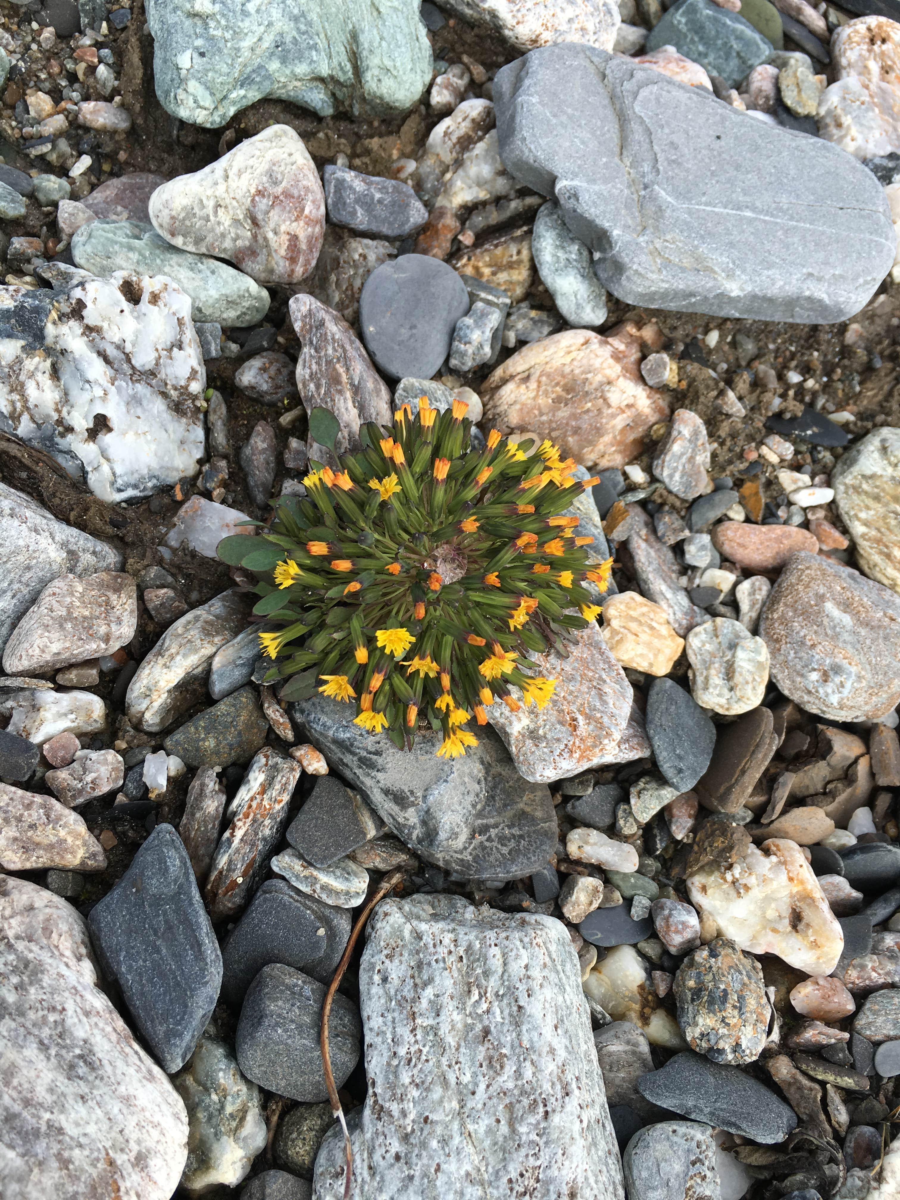 Camper submitted image from Savage River Campground — Denali National Park - 3