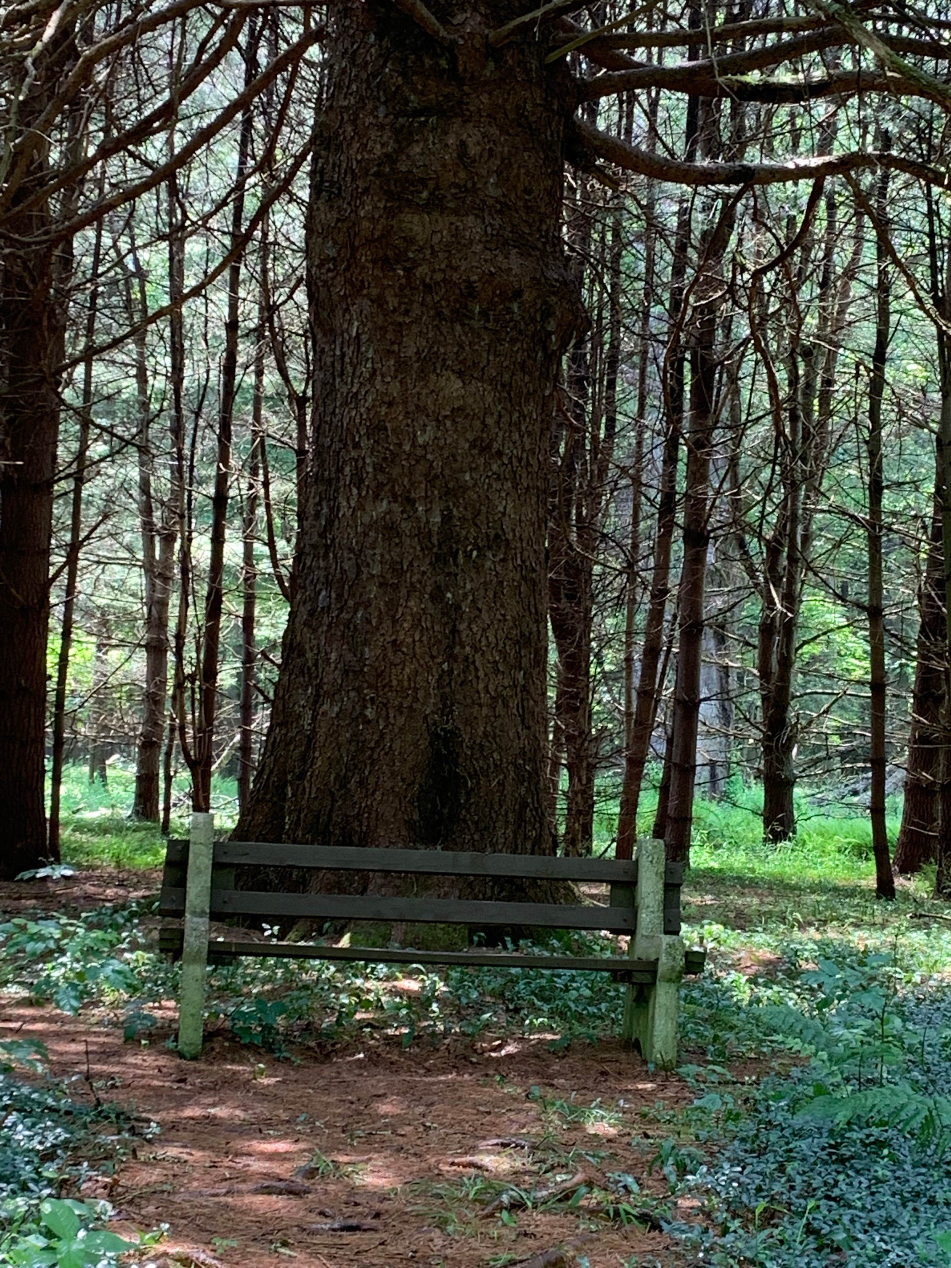 Camper submitted image from Sinnemahoning State Park Campground - 3