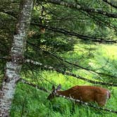 Review photo of Sinnemahoning State Park Campground by Paula L., June 29, 2019