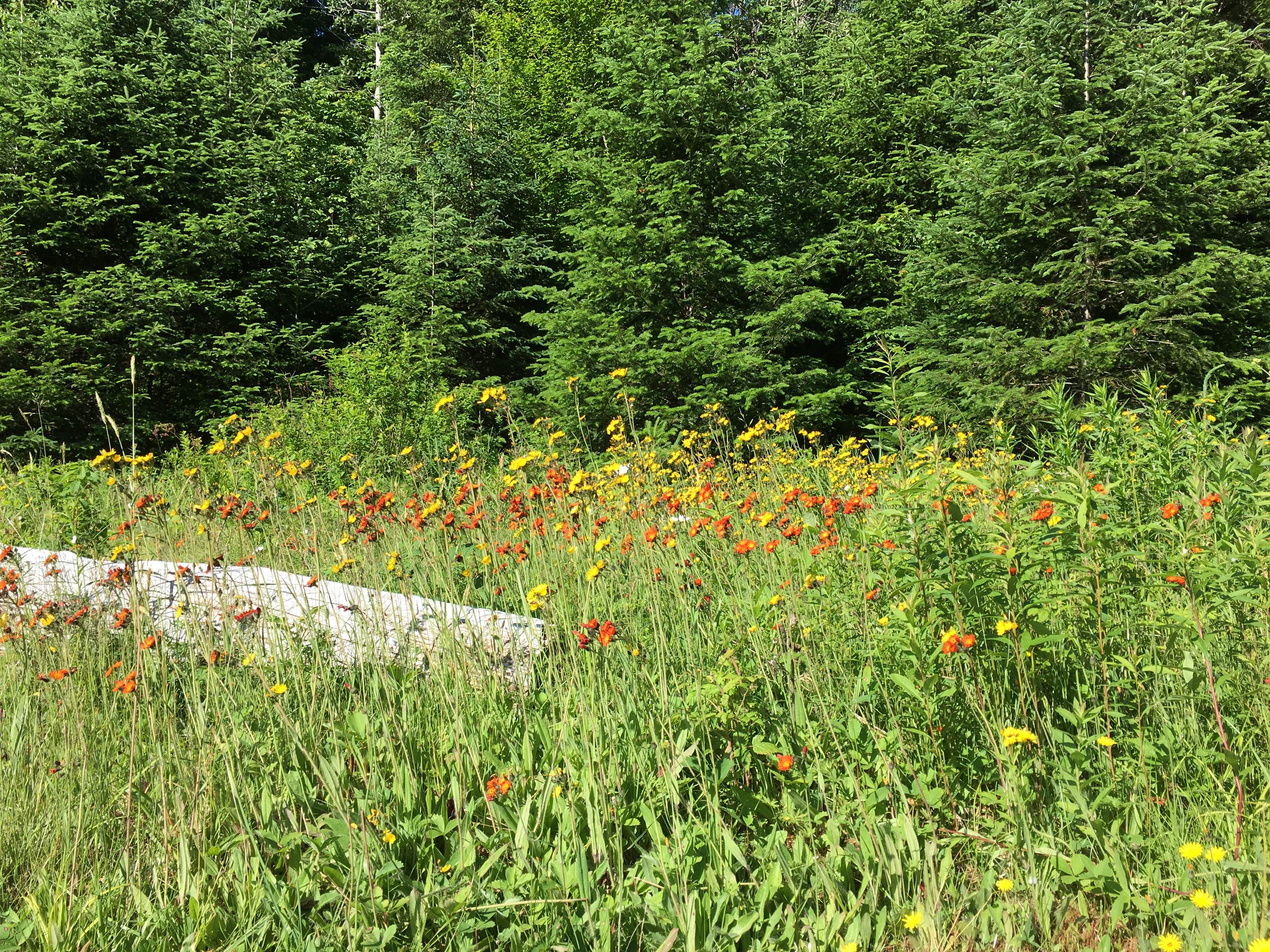Camper submitted image from Nesowadnehunk Field Campground — Baxter State Park - 2