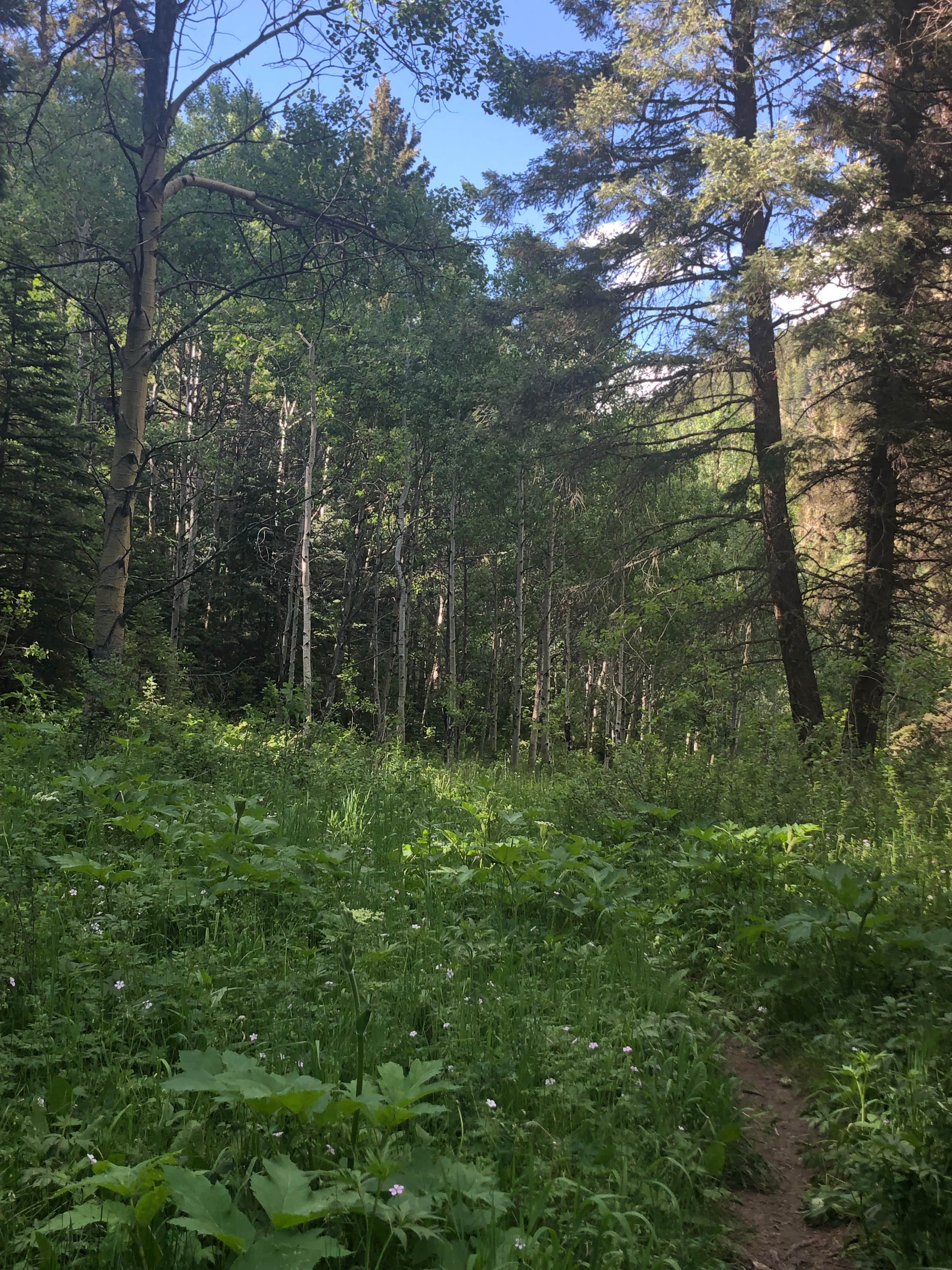 Camper-submitted photo at Holy Ghost Campground near Las Vegas, NM