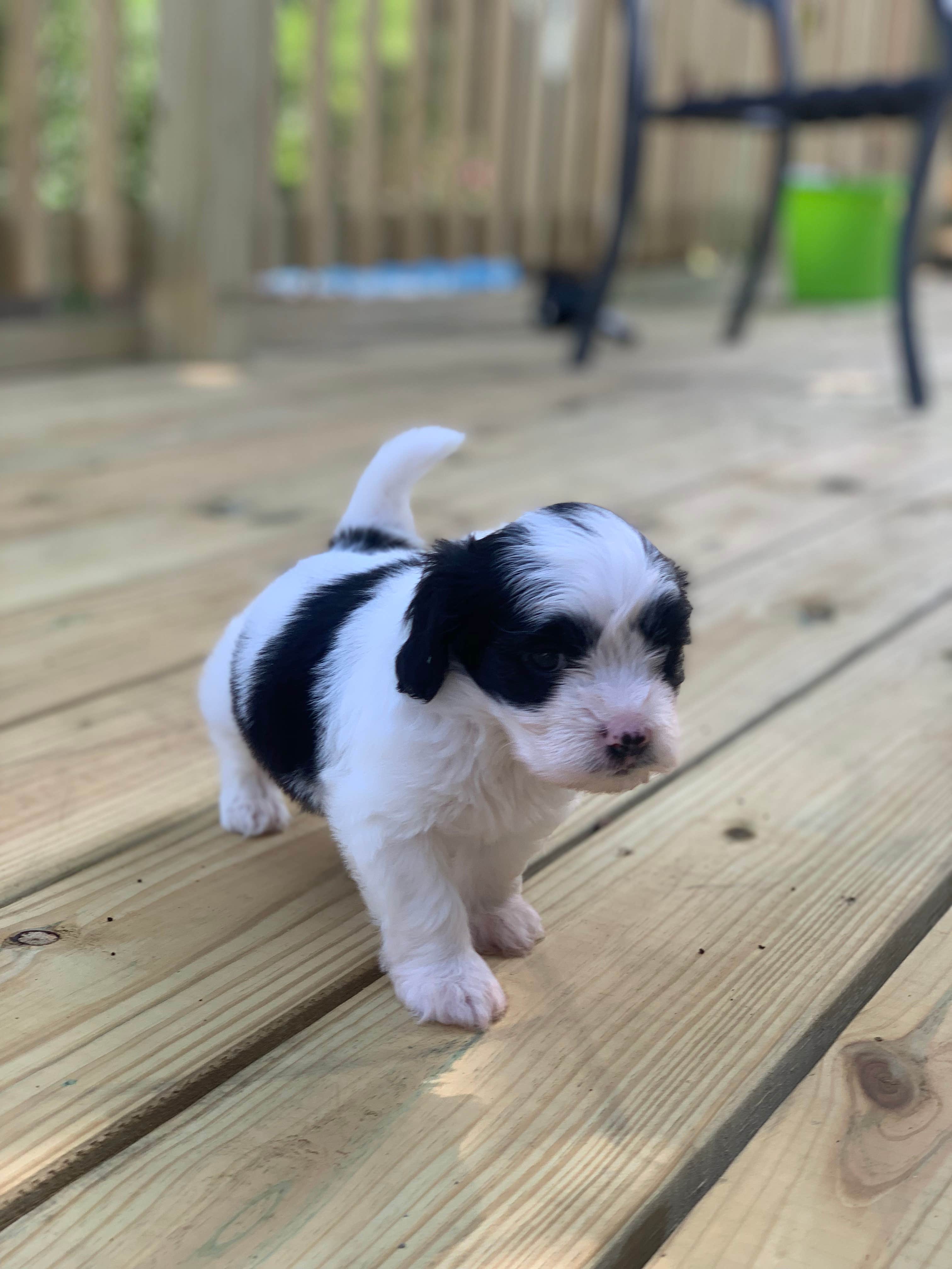 Camping near Dove Hill RV Park: COE Lavon Lake Lavonia, Wylie, Texas