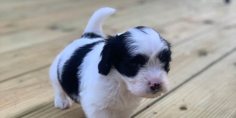 Camper submitted image from COE Lavon Lake Lavonia