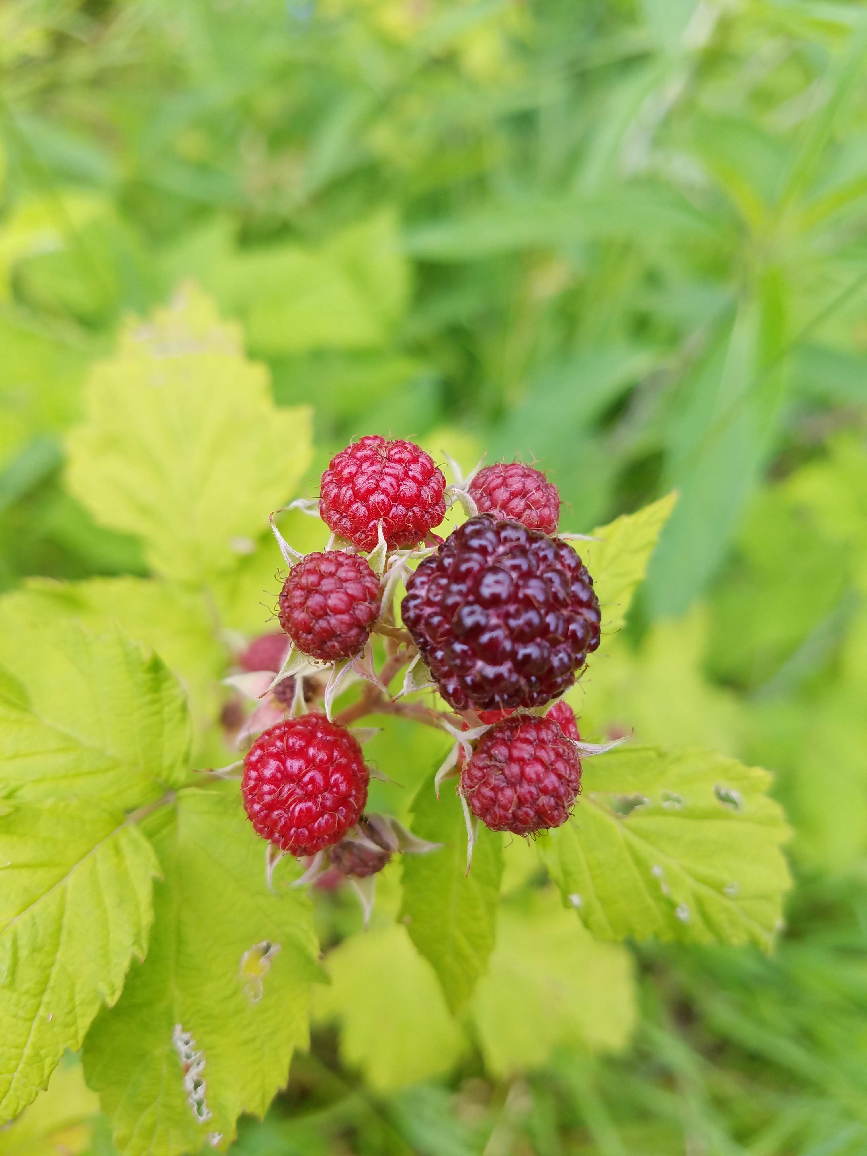 Wild black raspberries on the walking trail-some even ripe enough to eat!
