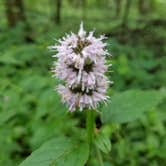 Review photo of Lake Darling State Park Campground by Molly L., June 30, 2019