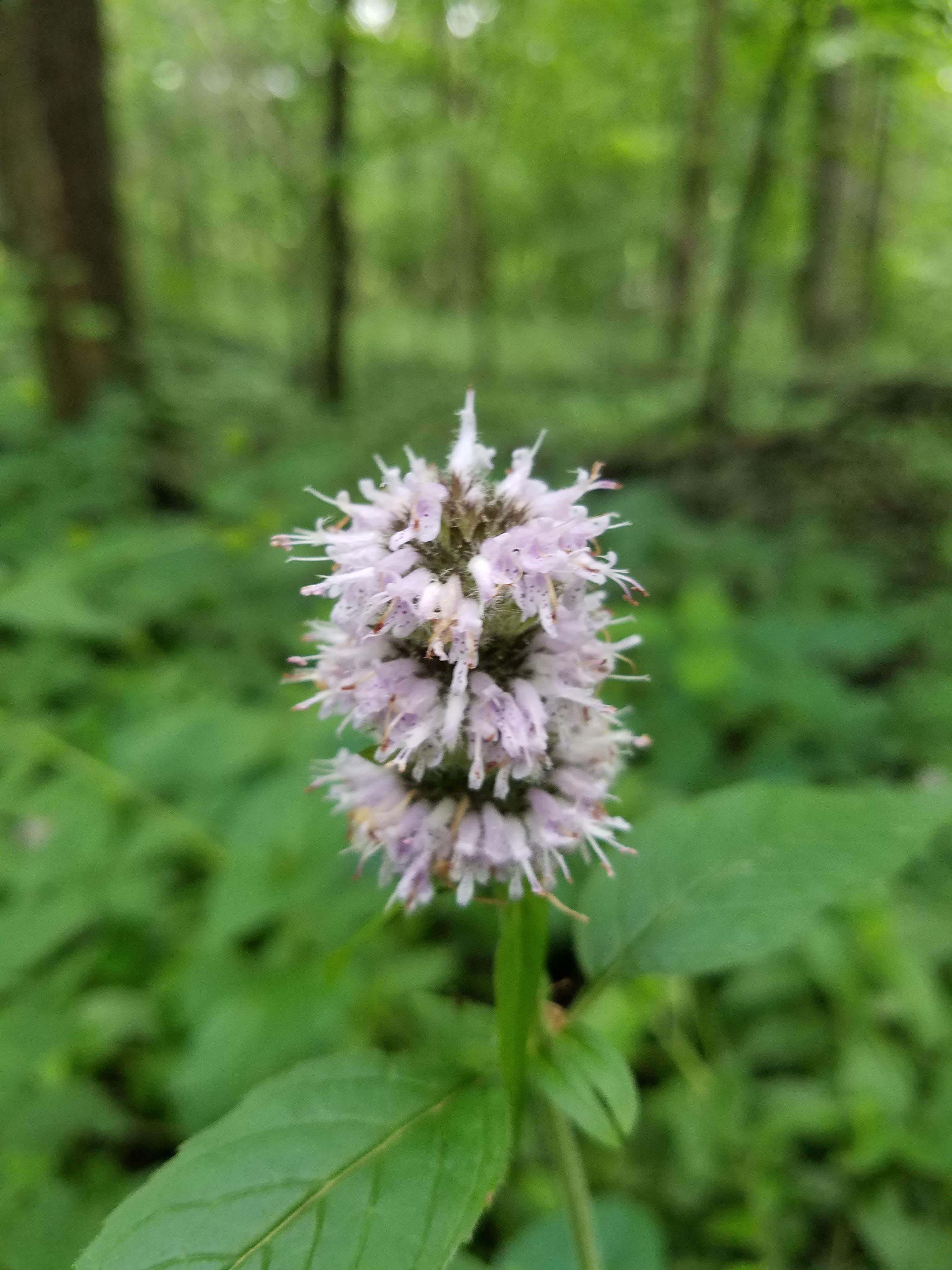 Unusual flora on the hiking trail