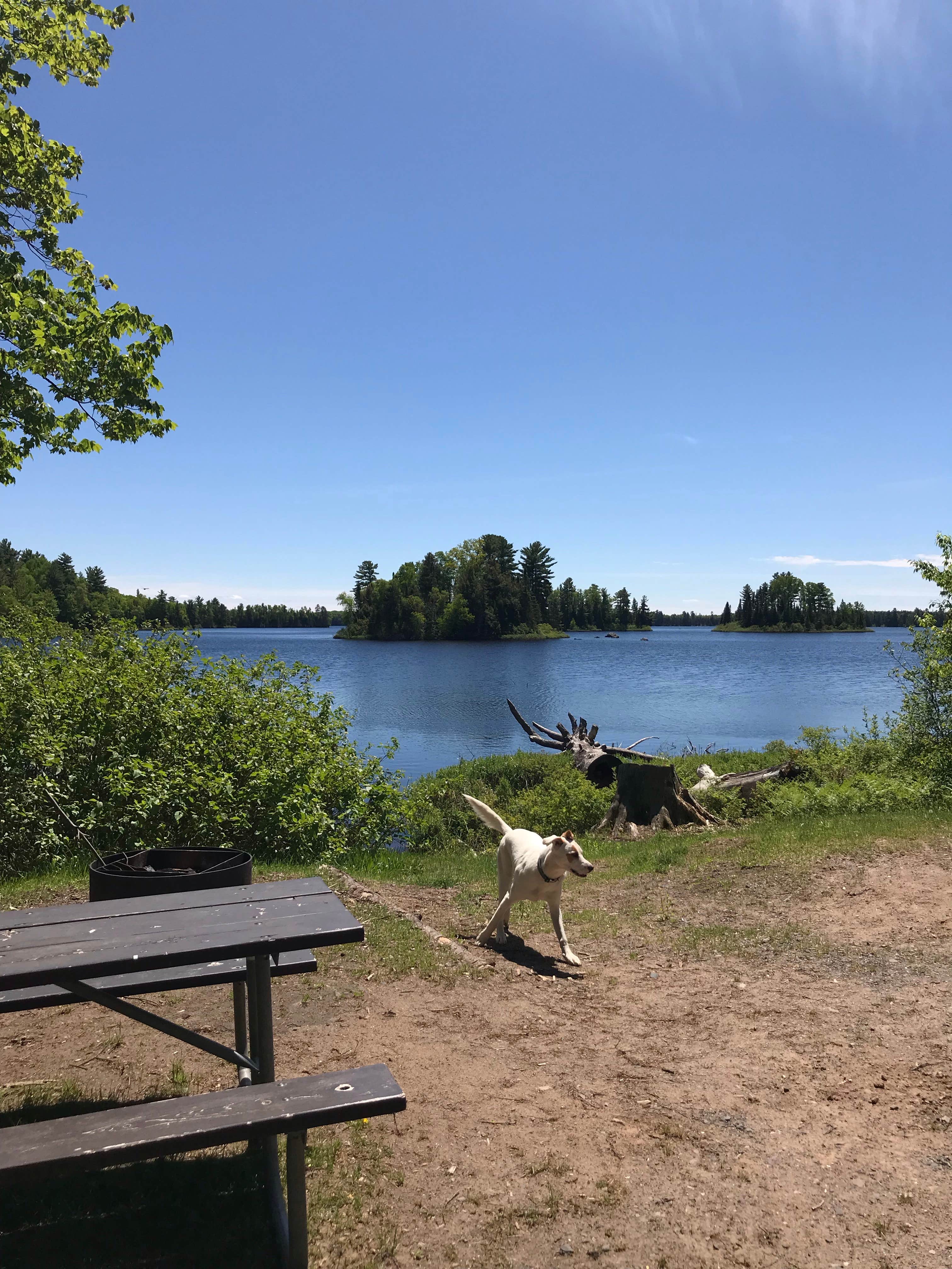 Camper submitted image from King Lake State Forest Campground - 2