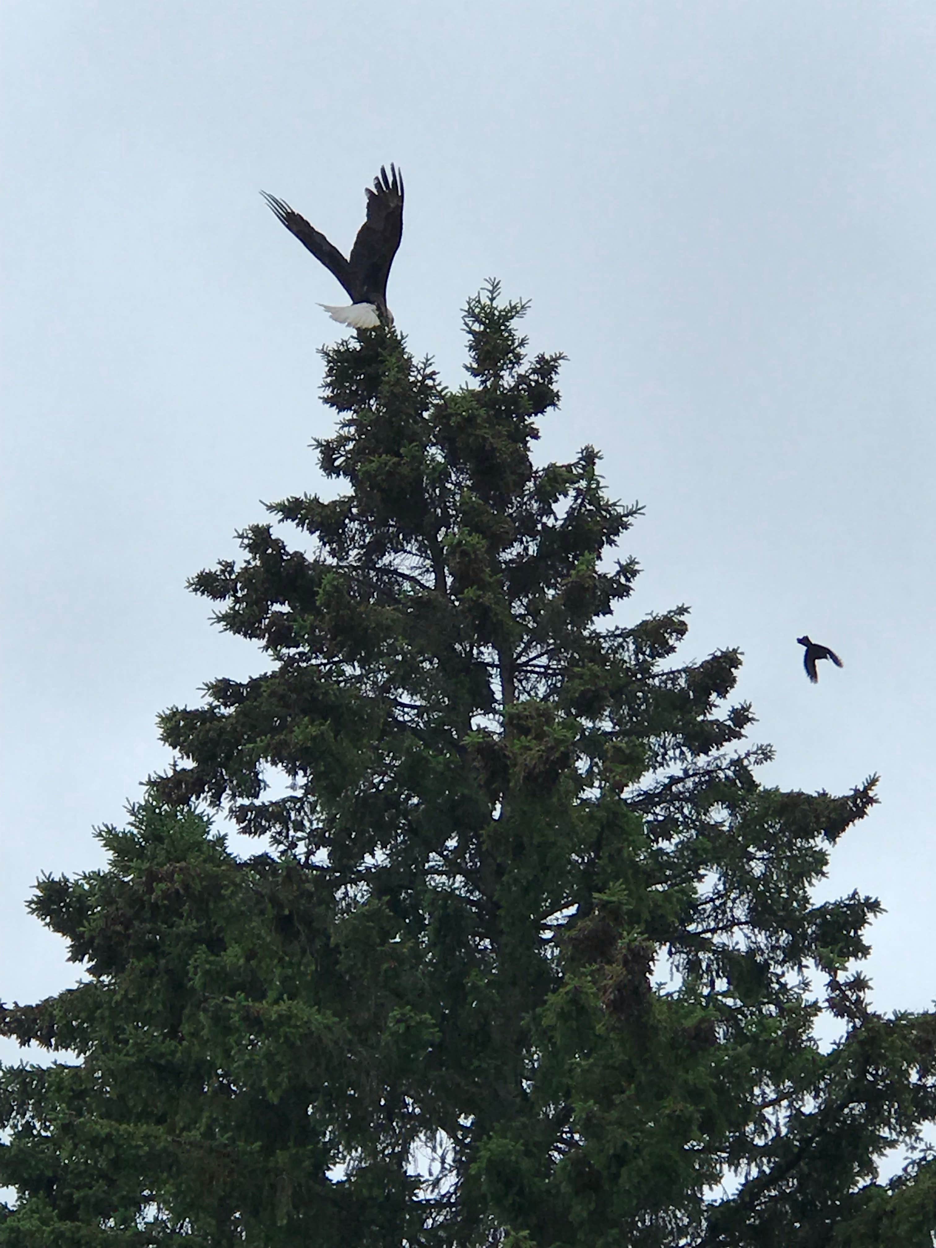 Camper-submitted photo at Michigamme Shores Campground near Big Bay, MI