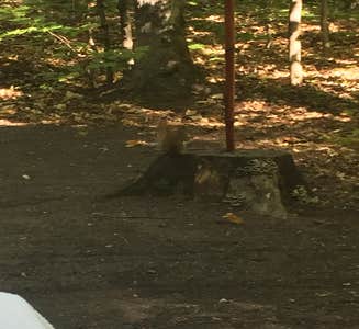 Camper-submitted photo from Baraga State Park Campground