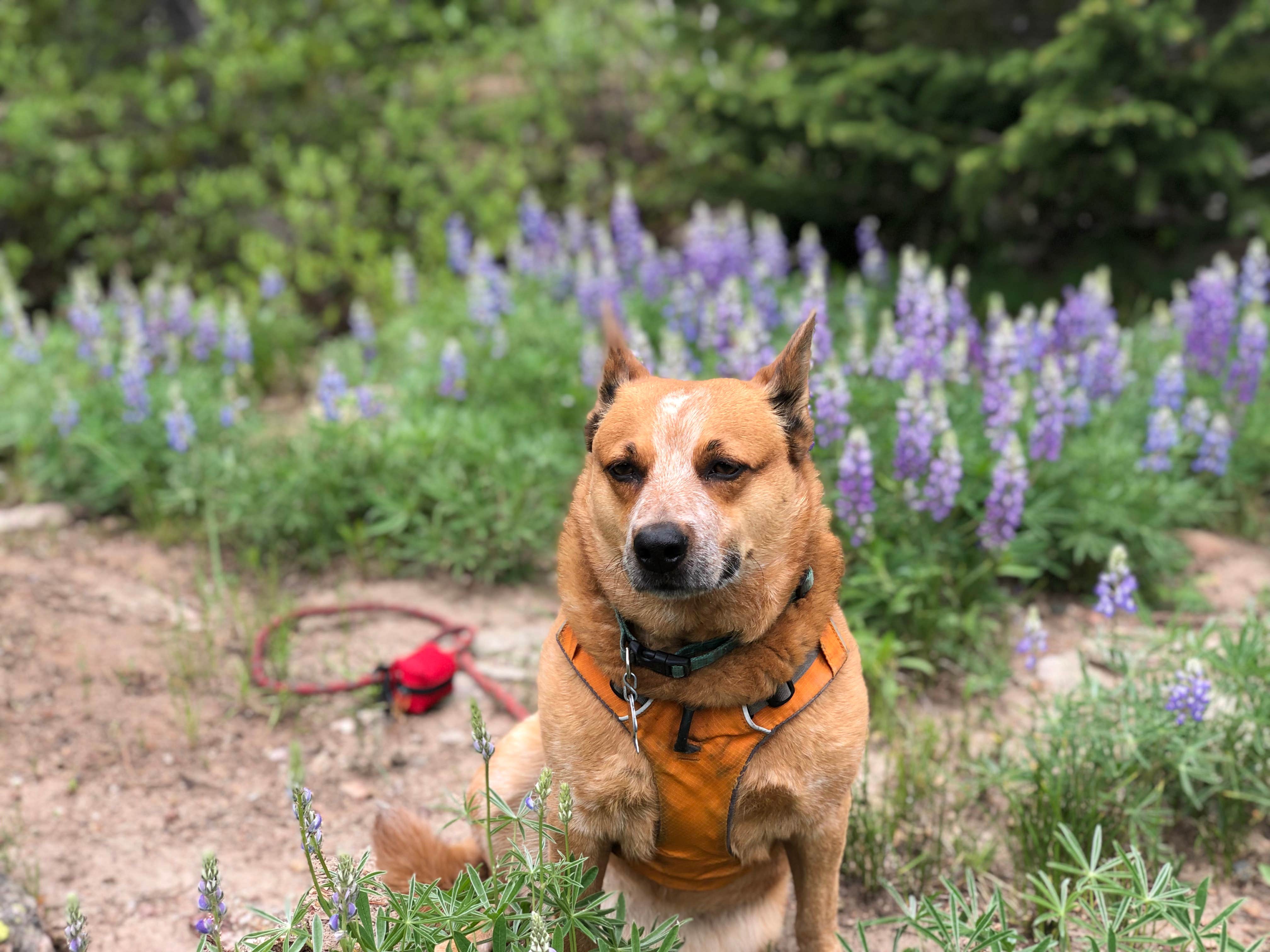 Art S.'s photo of camping with pets at Campbell Creek Campground — Medicine Bow Routt N Fs & Thunder Basin Ng near Alcova, WY