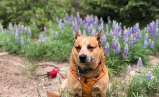 Art S.'s photo of camping with pets at Campbell Creek Campground — Medicine Bow Routt N Fs & Thunder Basin Ng near Evansville, WY