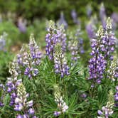 Review photo of Campbell Creek Campground — Medicine Bow Routt N Fs & Thunder Basin Ng by Art S., June 30, 2019