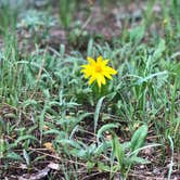 Review photo of Campbell Creek Campground — Medicine Bow Routt N Fs & Thunder Basin Ng by Art S., June 30, 2019