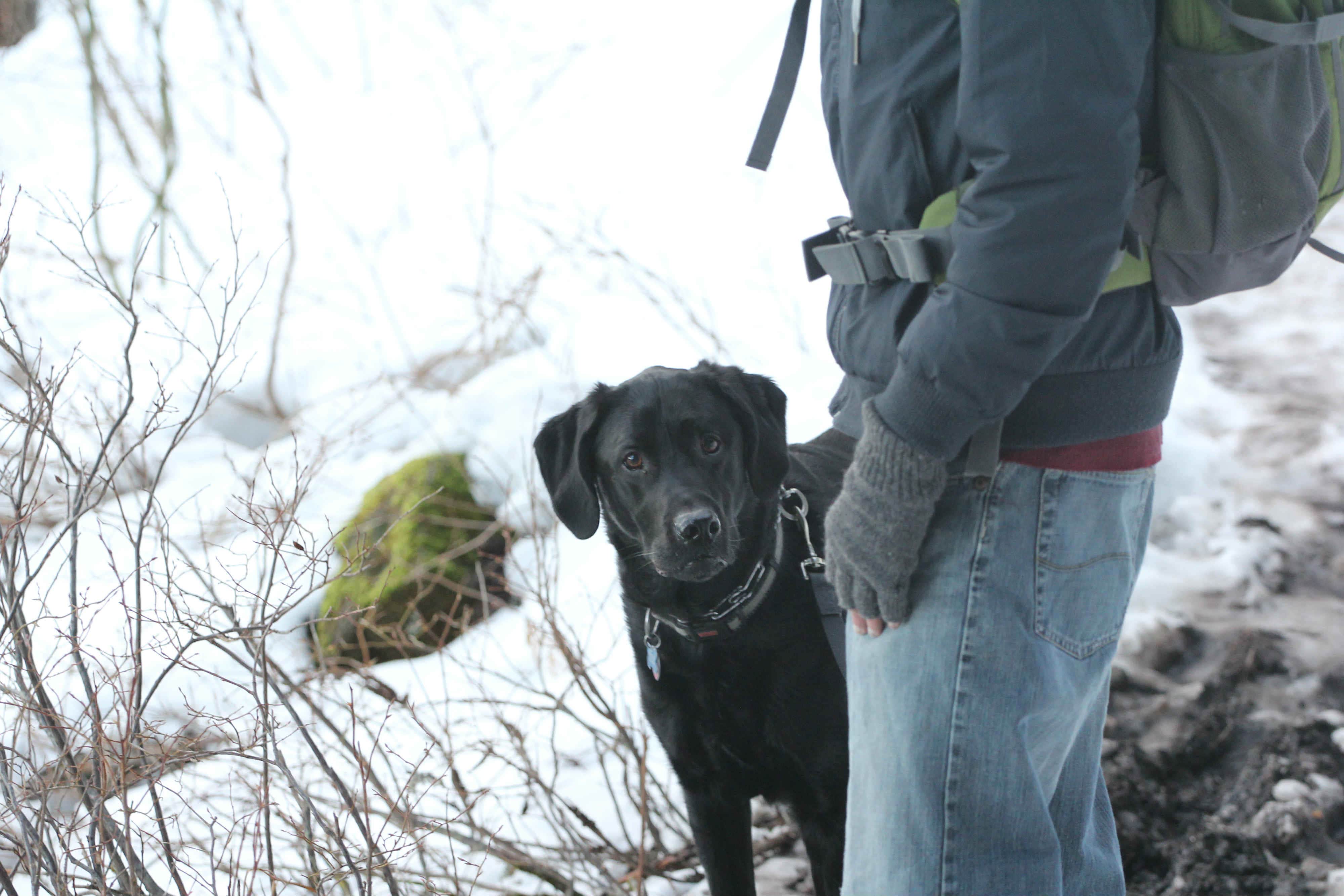 Eva W.'s photo of camping with pets at Alpine near Government Camp, OR