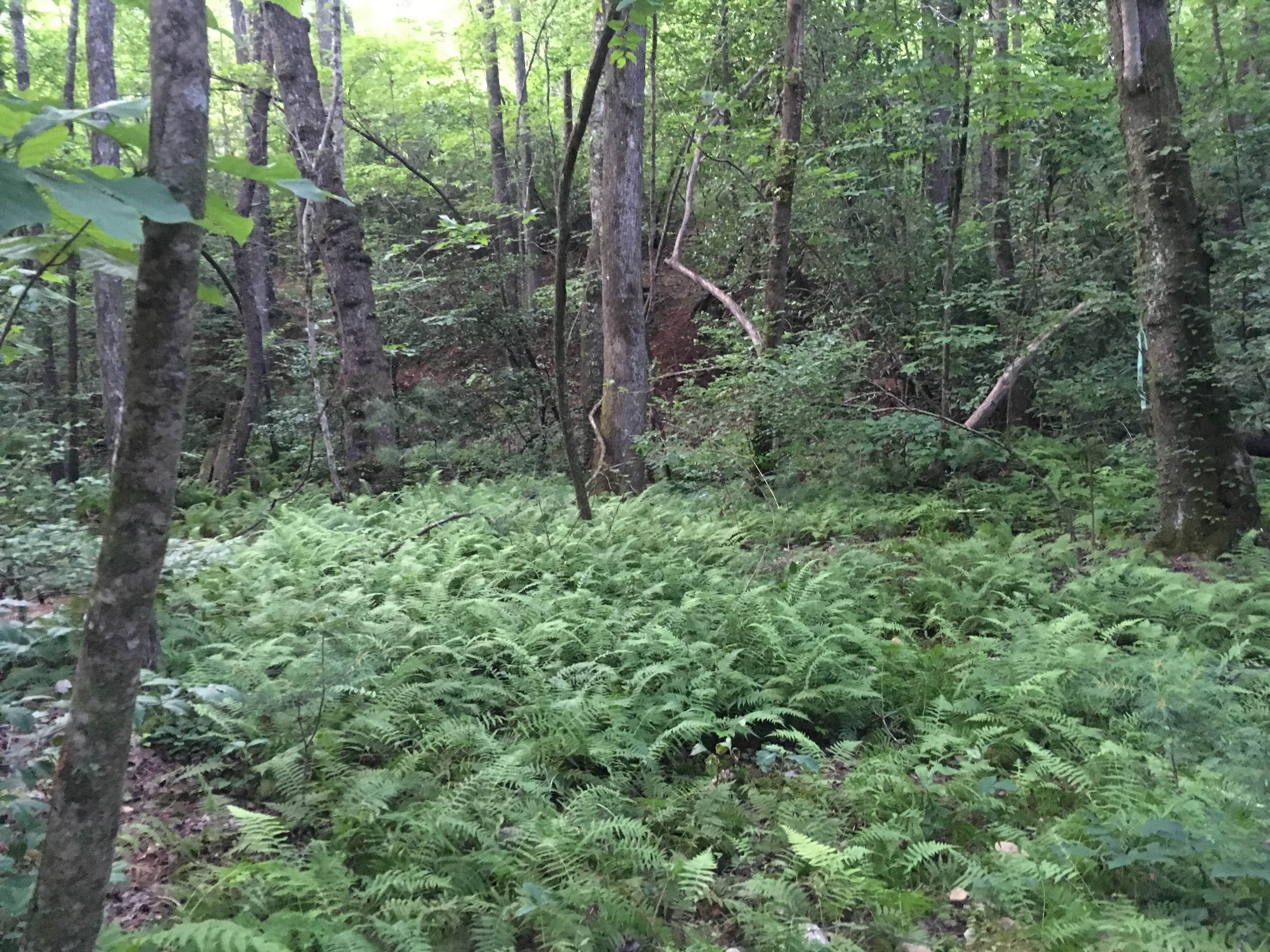 Camper-submitted photo at Nacoochee Adventures near Sautee Nacoochee, GA