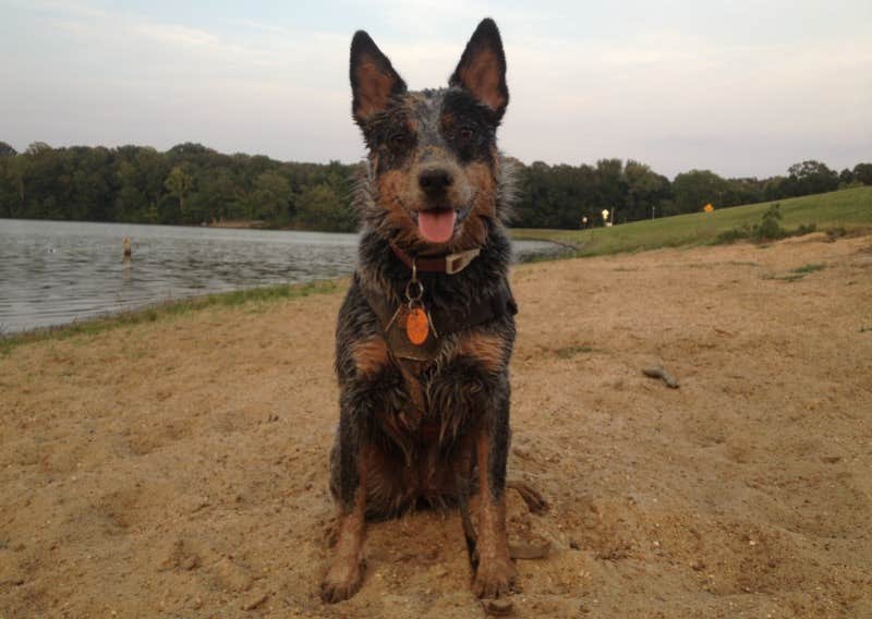 Molly G.'s photo of camping with pets at Beech Point Campground near West Memphis, AR