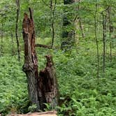 Review photo of Rocky Knob Campground — Blue Ridge Parkway by Linda B., June 30, 2019