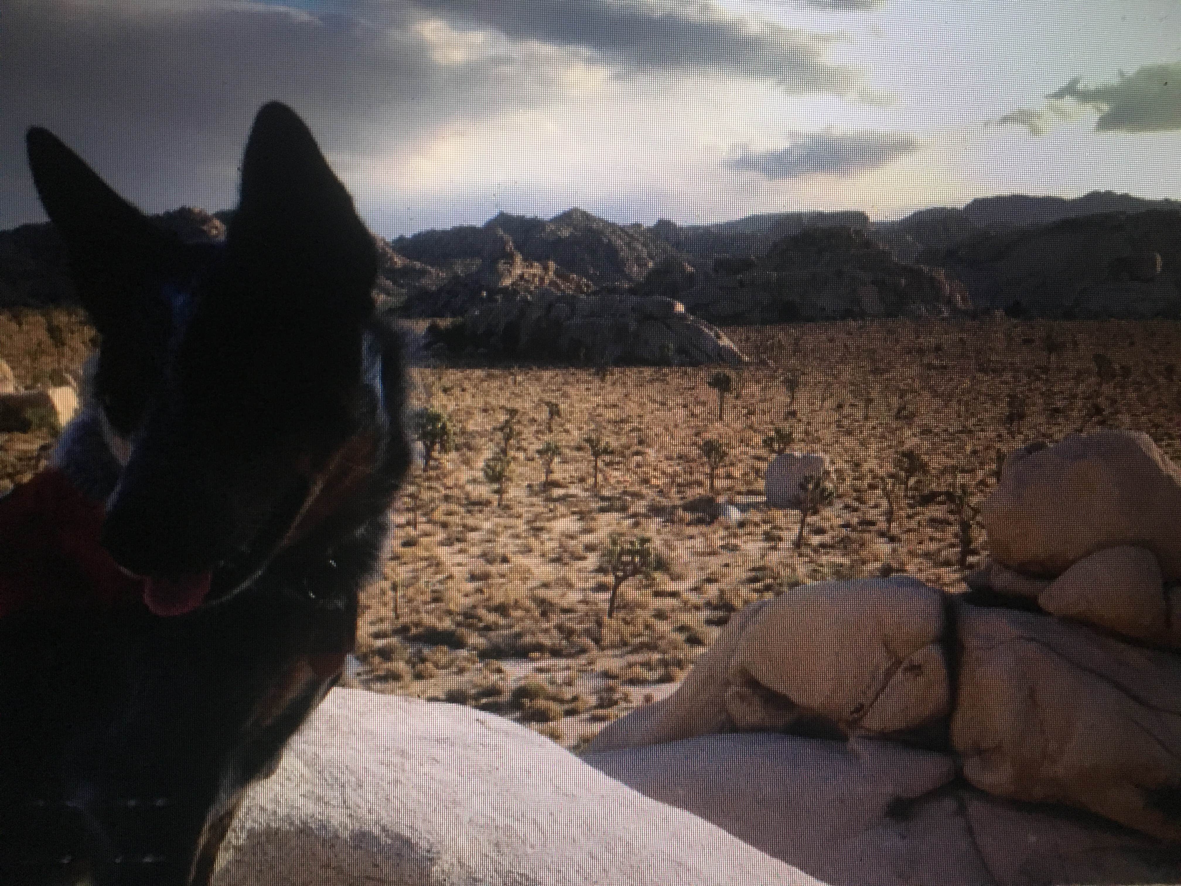 Molly G.'s photo of camping with pets at Jumbo Rocks Campground — Joshua Tree National Park in California