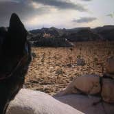 Review photo of Jumbo Rocks Campground — Joshua Tree National Park by Molly G., September 6, 2016