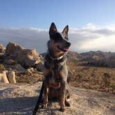 Review photo of Jumbo Rocks Campground — Joshua Tree National Park by Molly G., September 6, 2016